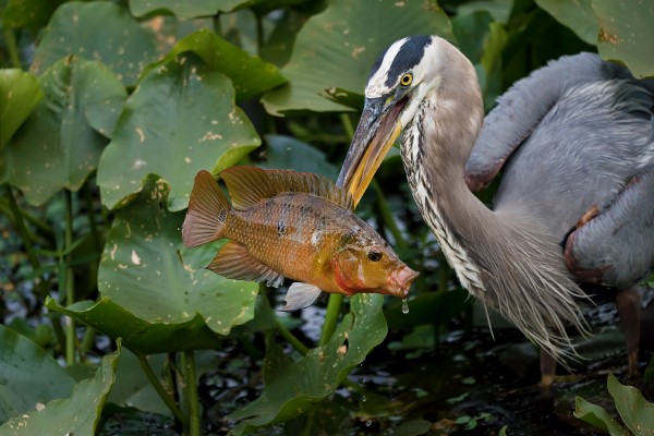 Big Fish 2144 by Matthew Lerman